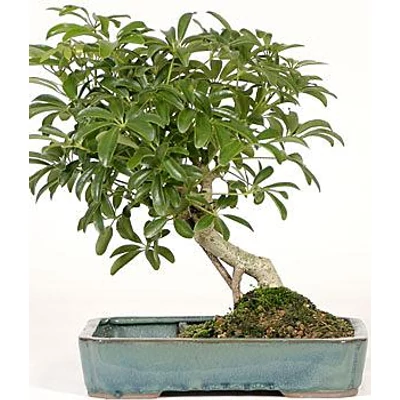 Hawaiian Umbrella Tree Bonsai Dishgarden